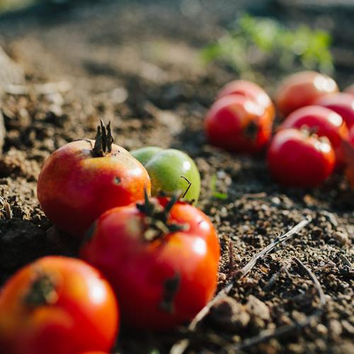 tomatoes in Heritage Garden