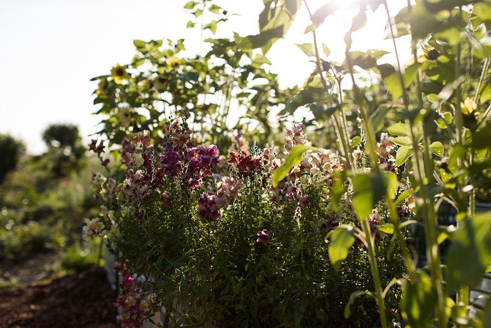 Flowers in bloom in Concordia’s Heritage Garden