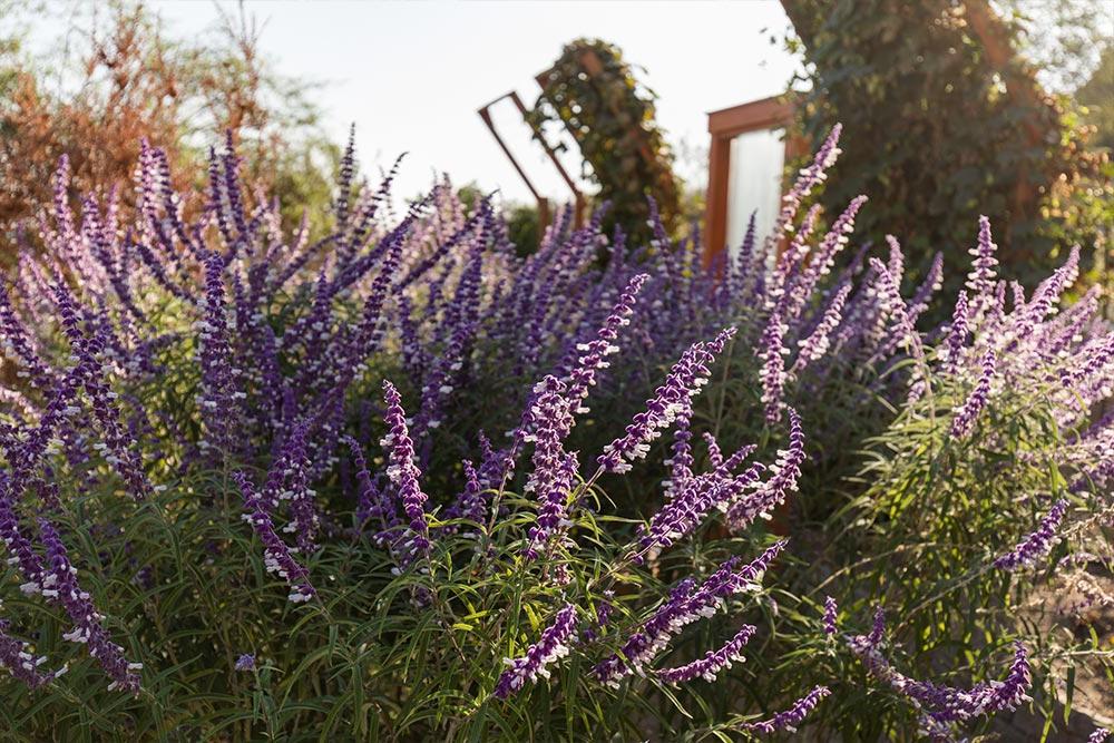 Beauty and serenity can be found at the Heritage Garden.