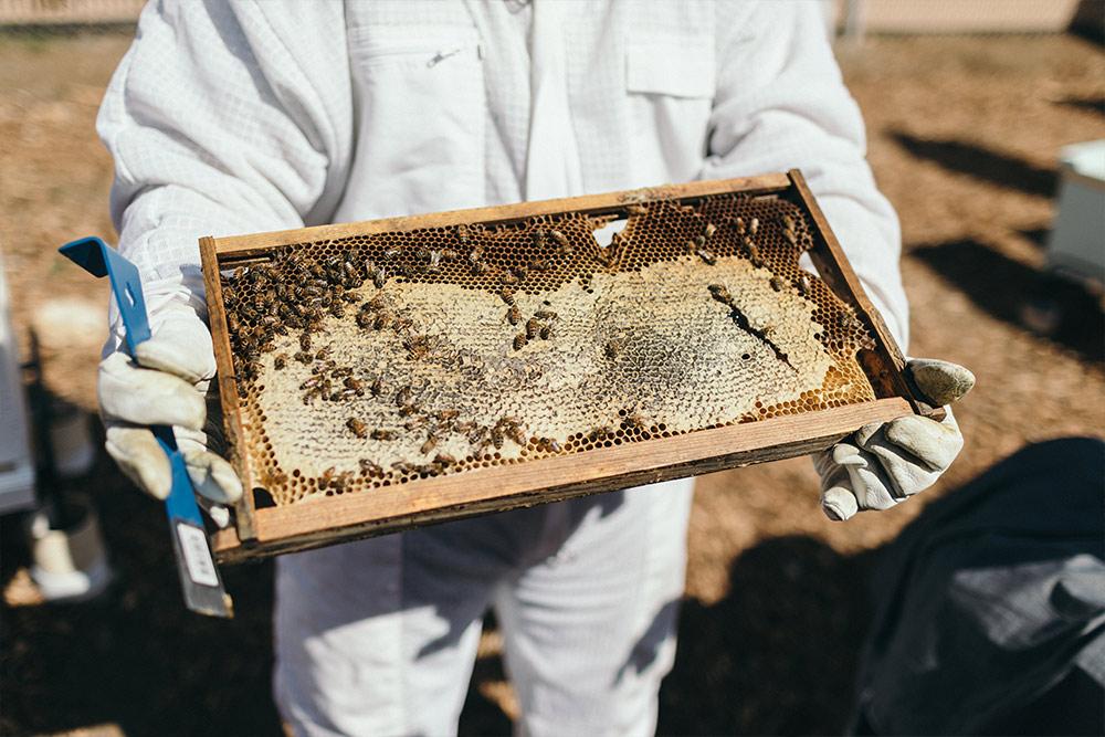 A beekeeper holds an 养蜂场 hive in the Heritage Garden.